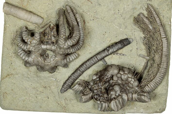 Fossil Crinoids (Agaricocrinus) and Gastropod (Platyceras) - Indiana #359217